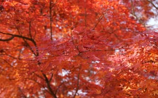 Картинка осень, красные листья, природа, дерево, пейзаж, фотография, красота