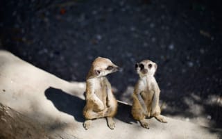 Картинка сурикаты, животные, природа, забавные, друзья, дикие, фото