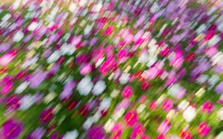 Картинка цветы, пейзаж, размытость, природа, лето, яркие цвета, красота