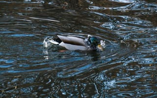 Картинка утка, вода, природа, птица, отражение, пейзаж, жизнь