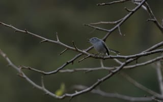 Картинка птица, ветка, природа, фото, животные, пейзаж, синий