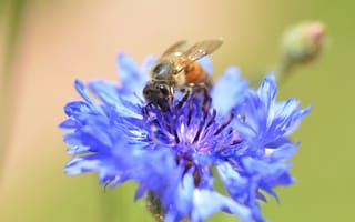 Картинка пчела, цветок, природа, макро, синий, пыльца, лето