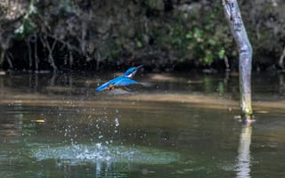 Картинка птица, водоем, природа, королевский зимородок, полет, вода, фото дикой природы