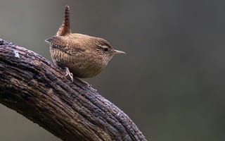 Картинка птица, природа, фото, обои, животные, лес, весна