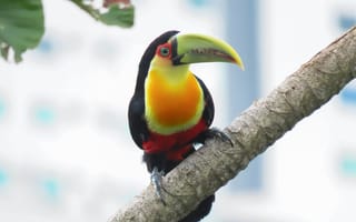 Картинка тукан, птица, природа, цветной, дерево, животные, фото