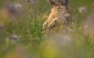 Картинка бобер, природа, трава, животные, пейзаж, цветы, дикая природа