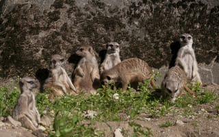 Картинка сурикаты, животные, природа, группа, зеленый, день, забавные