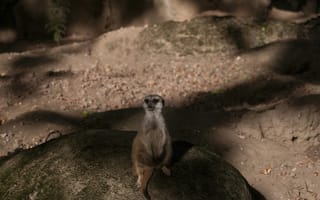 Картинка сурикат, животное, природа, камень, забавный, дикие животные, фотография