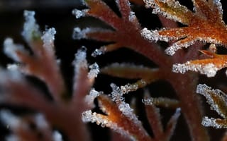 Картинка лед, растения, макро, природа, кристаллы, зима, фото