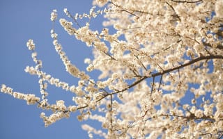 Картинка цветы, весна, природа, дерево, небо, белый, пейзаж