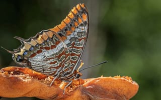 Картинка бабочка, природа, макро, цвет, флора, животные, красота