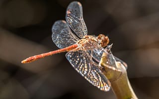 Картинка стрекоза, насекомое, природа, макро, фото, красота, лето