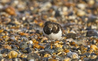 Картинка птица, берег, камни, природа, фото, животные, пейзаж