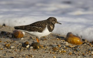Картинка птица, берег, море, камни, природа, пейзаж, фото