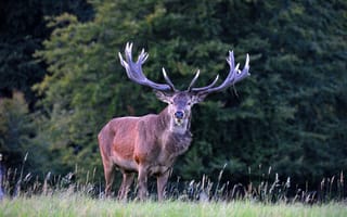 Картинка олень, природа, животные, лес, пейзаж, дикая природа, антлеры