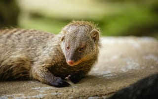 Картинка мангуста, животное, природа, дикая природа, фото, обои, млекопитающее