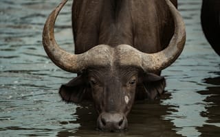 Картинка бизон, животное, природа, водоем, рога, дикое, фотография