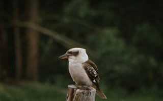 Картинка птица, природа, фотография, животные, дерево, пейзаж, красота