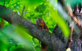 Картинка белка, дерево, природа, зелень, животные, лес, фото