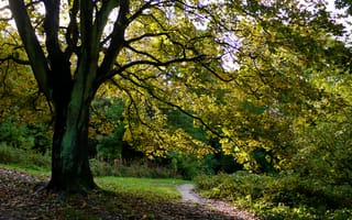 Картинка дерево, осень, природа, пейзаж, путь, зелень, свет