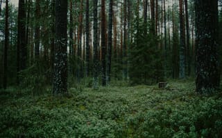 Картинка лес, природа, деревья, мох, пейзаж, тишина, зеленый