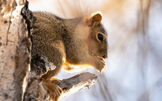 Картинка белка, природа, дерево, животные, лес, дикие животные, пейзаж