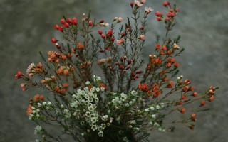 Картинка цветы, букет, природа, растения, красота, декор, фотография