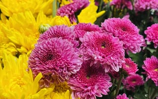 Картинка цветы, флора, розовый, желтый, природа, красота, обои