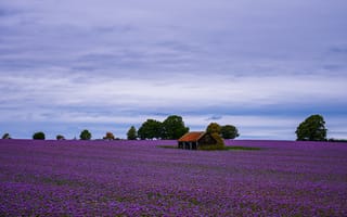 Картинка пейзаж, цветы, лаванда, домик, небо, природа, поле
