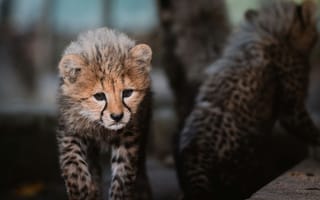 Картинка гепард, котенок, дикие животные, природа, фото, животные, младенец