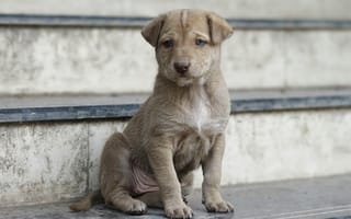 Картинка щенок, собака, милый, питомец, животное, ступеньки, друзья