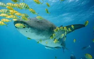 Картинка акула, рыбы, океан, подводный мир, природа, морская жизнь, глубина