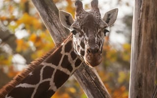 Картинка жираф, природа, животные, осень, дерево, фотография, дикая природа