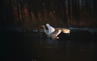 Картинка птица, цапля, природа, полет, водоем, закат, красота