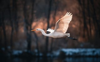 Картинка птица, летящая, белая, природа, фото, обои, егерь