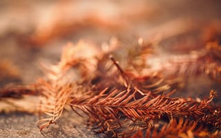 Картинка листья, осень, природа, фон, коричневый, текстура, растения
