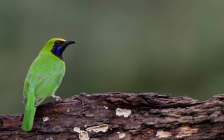 Картинка птица, зеленый, природа, животные, фото, обои, лес