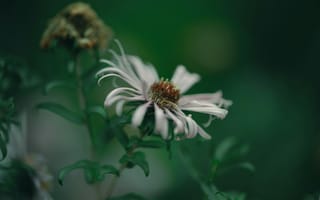 Картинка цветы, природа, макро, зелень, красота, растения, флора