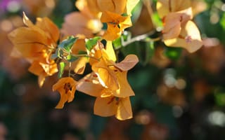 Картинка цветы, бугенвиллия, оранжевый, природа, растения, лето, красота