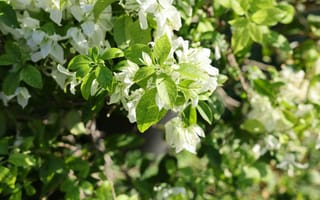 Картинка цветы, зелень, природа, белые цветы, растения, лето, сад