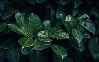 Картинка листья, растения, природа, зелень, фон, текстура, темный