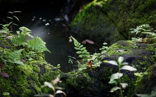 Картинка природа, мох, растения, вода, лес, освещение, фото, пейзаж