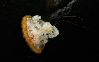 Картинка медуза, океан, глубина, животные, природа, красота, водный мир