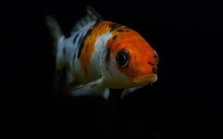 Картинка рыба, аквариум, черный фон, красивый, животное, подводный мир, цветной