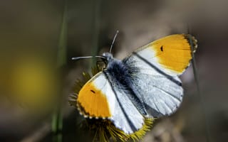 Картинка бабочка, природа, цветы, лето, красота, флора, макро