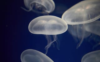 Картинка медузы, океан, глубина, прозрачные, водная жизнь, красота, природа