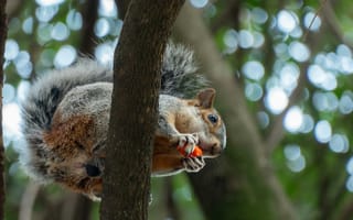 Картинка белка, дерево, природа, животные, фото, лес, еда