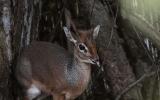 Картинка олень, природа, животные, лес, дикие животные, фотография, пейзаж