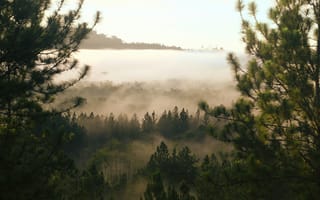 Картинка природа, лес, туман, пейзаж, утро, деревья, горы