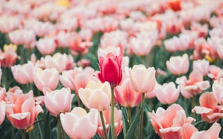 Картинка цветы, тюльпаны, природа, весна, сад, красота, пейзаж